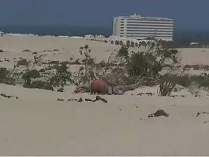 Ở chân núi, phiên bả ...